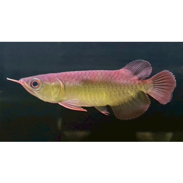 画像1: 紅龍　EXTREME REDショートボディスタイル(2) (1)