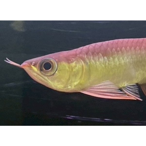 画像3: 紅龍　EXTREME REDショートボディスタイル(1) (3)