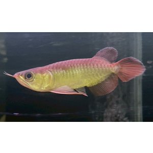 画像: 紅龍　EXTREME REDショートボディスタイル(1)