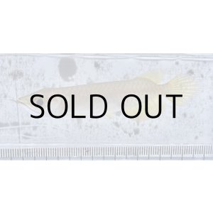 画像: 過背金龍 ピンポイント国内繁殖個体【親】インディゴブルー×インディゴブルー　ピンポイント国内繁殖個体(4)