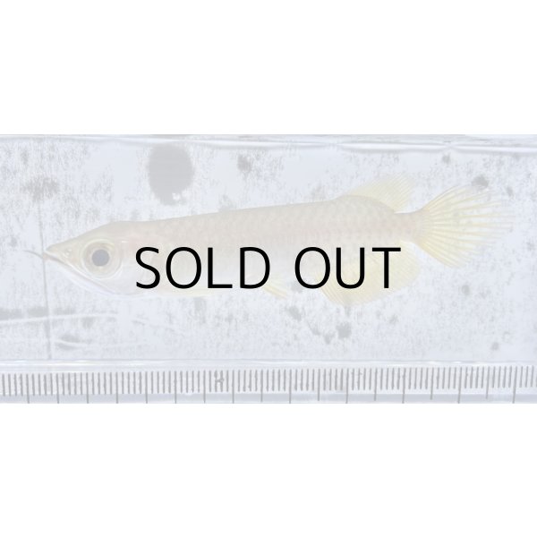 画像1: 過背金龍 ピンポイント国内繁殖個体【親】インディゴブルー×インディゴブルー　ピンポイント国内繁殖個体(4) (1)