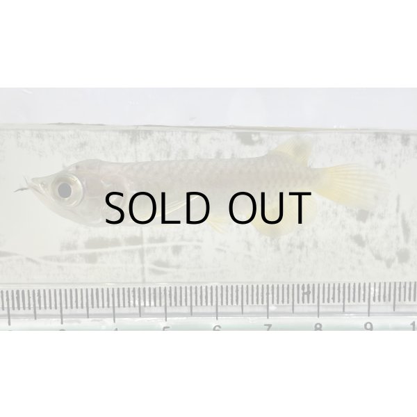 画像1: 過背金龍 ピンポイント国内繁殖個体【親】インディゴブルー×インディゴブルー　ピンポイント国内繁殖個体(2) (1)