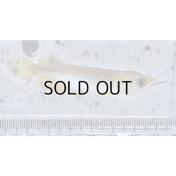 画像2: 過背金龍 ピンポイント国内繁殖個体【親】インディゴブルー×インディゴブルー　ピンポイント国内繁殖個体(4) (2)