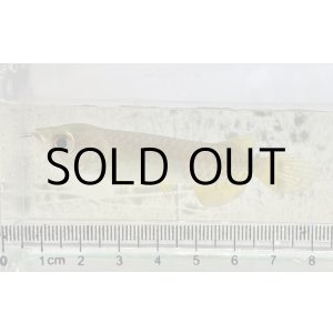 画像: 過背金龍 ピンポイント国内繁殖個体【親】インディゴブルー×インディゴブルー　ピンポイント国内繁殖個体(1)