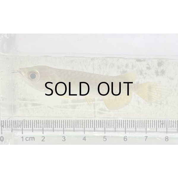 画像1: 過背金龍 ピンポイント国内繁殖個体【親】インディゴブルー×インディゴブルー　ピンポイント国内繁殖個体(1) (1)