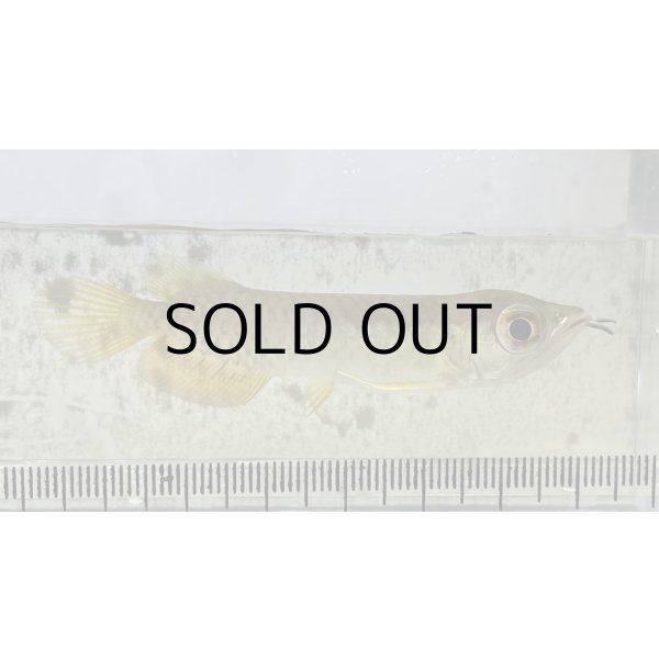 画像2: 過背金龍 ピンポイント国内繁殖個体【親】インディゴブルー×インディゴブルー　ピンポイント国内繁殖個体(1) (2)