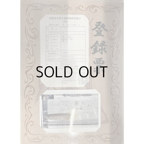 画像3: 過背金龍 ピンポイント国内繁殖個体【親】インディゴブルー×インディゴブルー　ピンポイント国内繁殖個体(2) (3)