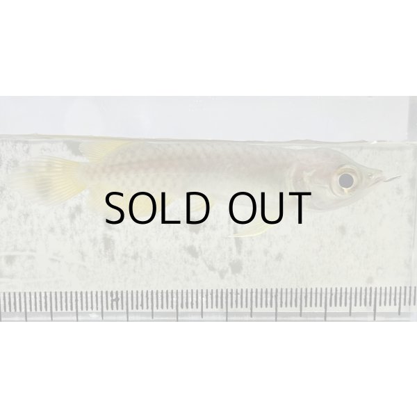 画像2: 過背金龍 ピンポイント国内繁殖個体【親】インディゴブルー×インディゴブルー　ピンポイント国内繁殖個体(2) (2)