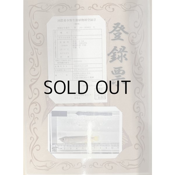 画像3: 過背金龍 ピンポイント国内繁殖個体【親】インディゴブルー×インディゴブルー　ピンポイント国内繁殖個体(1) (3)