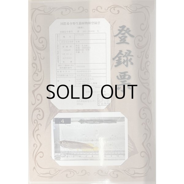 画像3: 過背金龍 ピンポイント国内繁殖個体【親】インディゴブルー×インディゴブルー　ピンポイント国内繁殖個体(4) (3)