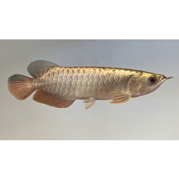 画像2: 過背金龍レディアンスゴールド　FOREVER ArowanaAquaculture(5) (2)