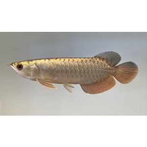 画像: 過背金龍レディアンスゴールド　FOREVER ArowanaAquaculture(5)