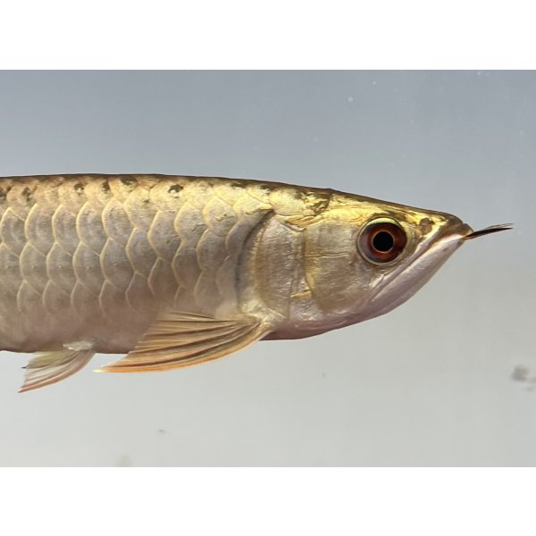 画像4: 過背金龍レディアンスゴールド　FOREVER ArowanaAquaculture(5) (4)