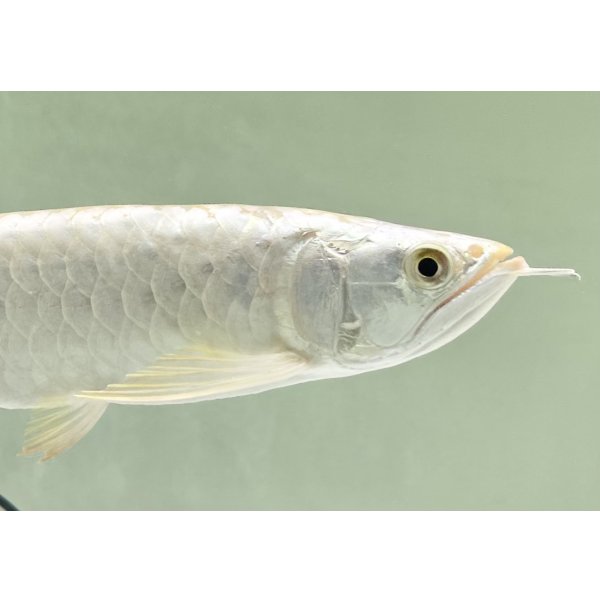 画像4: 過背金龍レディアンスゴールド　FOREVER ArowanaAquaculture(6) (4)