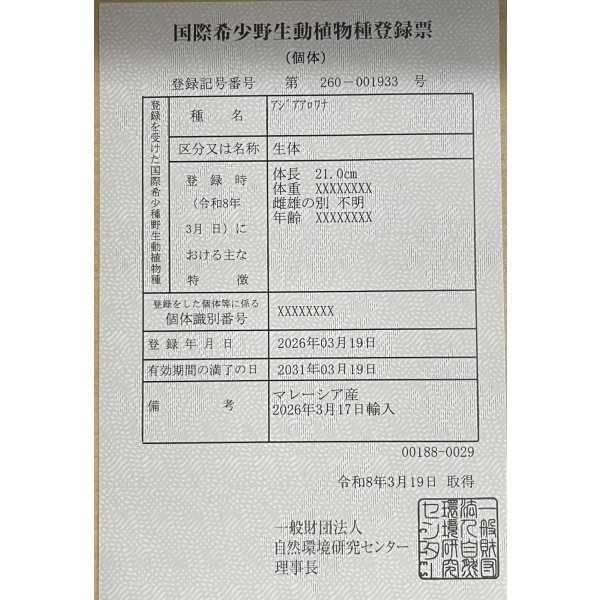 画像6: 過背金龍レディアンスゴールド　FOREVER ArowanaAquaculture(6) (6)