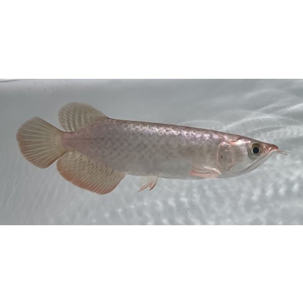 画像2: 紫紅金龍　FOREVER ArowanaAquaculture(1) (2)