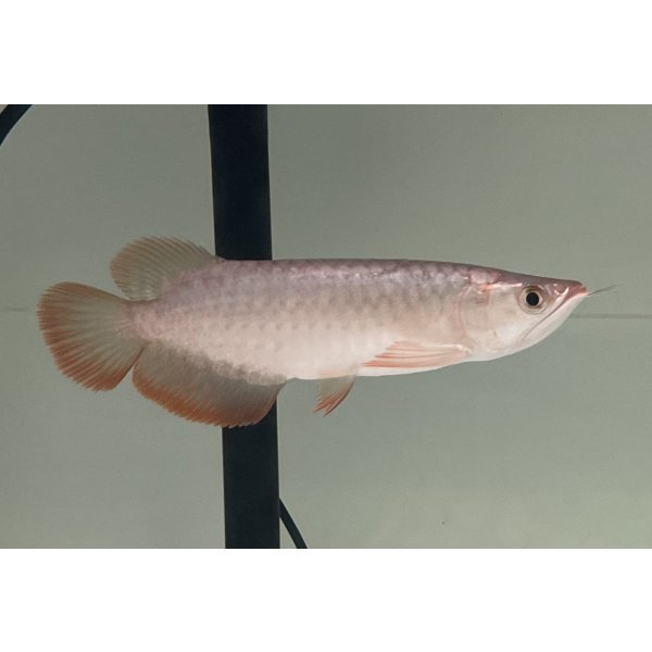 画像2: 紫紅金龍　FOREVER ArowanaAquaculture(2) (2)