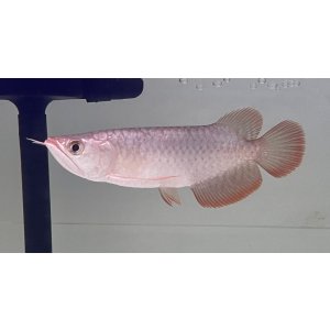 画像: 紫紅金龍　FOREVER ArowanaAquaculture(2)