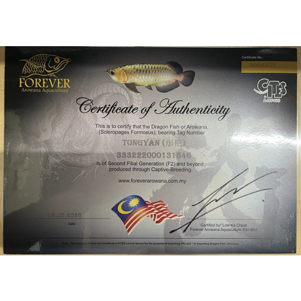 画像5: 紫紅金龍　FOREVER ArowanaAquaculture(2) (5)