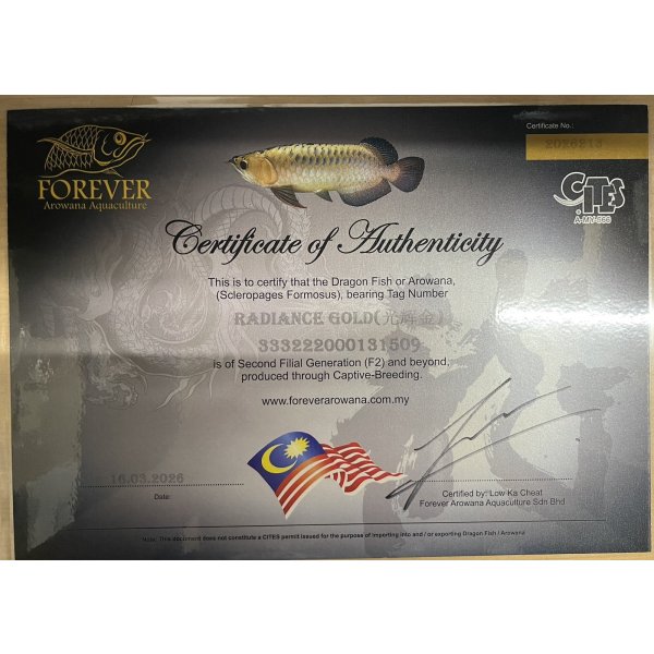 画像5: 過背金龍レディアンスゴールド　FOREVER ArowanaAquaculture(6) (5)
