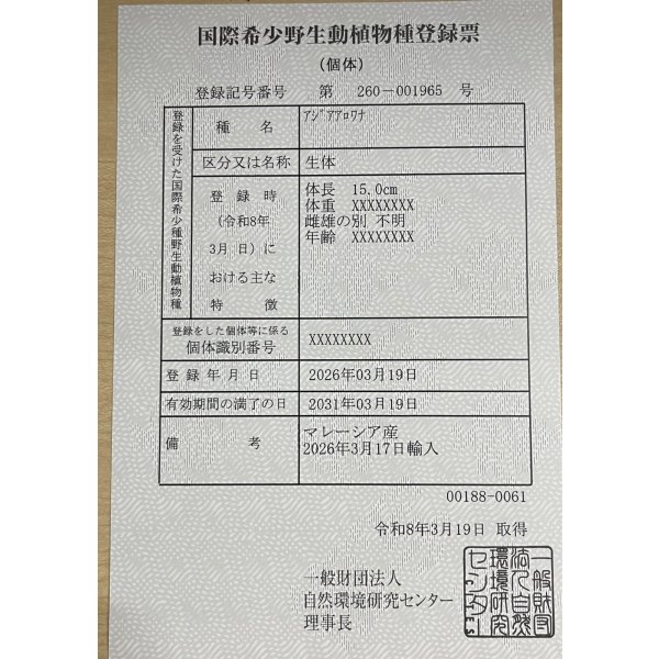 画像6: 紫紅金龍　FOREVER ArowanaAquaculture(1) (6)