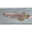 画像1: 紫紅金龍　FOREVER ArowanaAquaculture(1) (1)