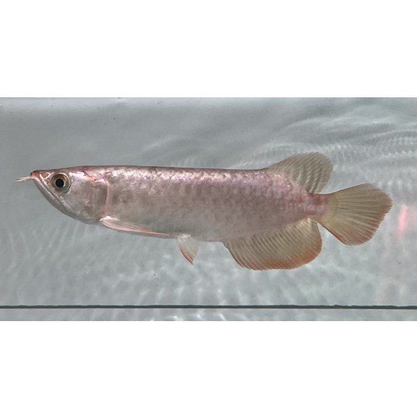 画像1: 紫紅金龍　FOREVER ArowanaAquaculture(1) (1)