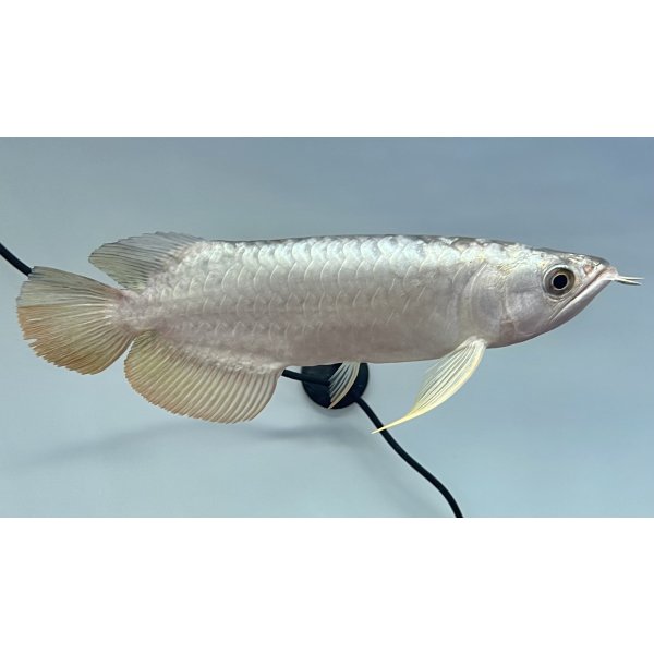 画像2: 過背金龍レディアンスゴールド　FOREVER ArowanaAquaculture(1) (2)