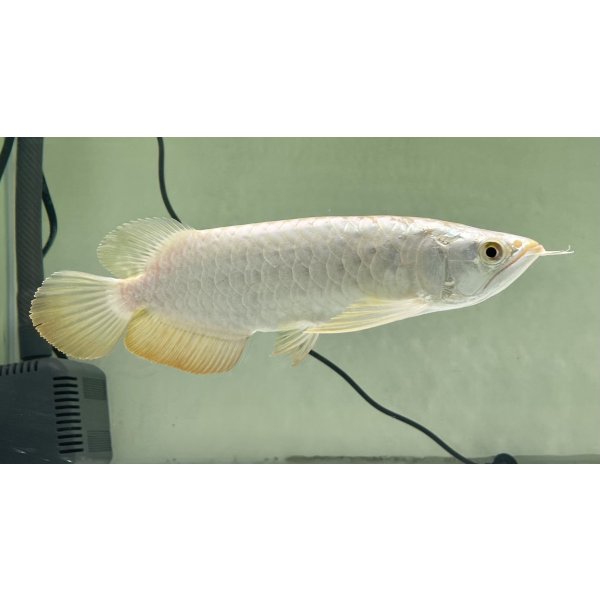 画像2: 過背金龍レディアンスゴールド　FOREVER ArowanaAquaculture(6) (2)