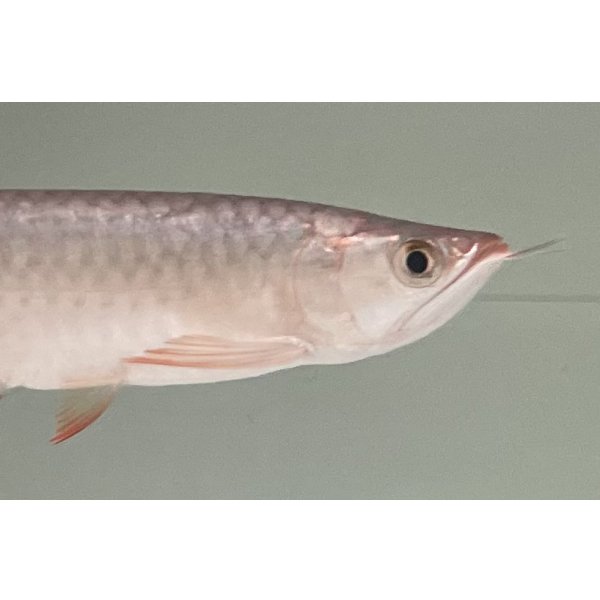 画像4: 紫紅金龍　FOREVER ArowanaAquaculture(2) (4)