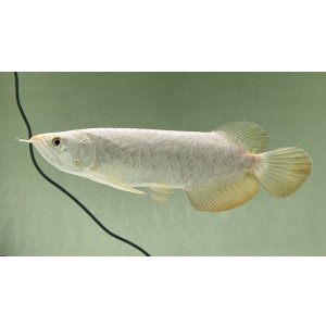 画像: 過背金龍レディアンスゴールド　FOREVER ArowanaAquaculture(6)