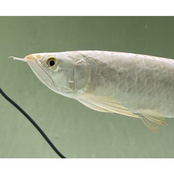 画像3: 過背金龍レディアンスゴールド　FOREVER ArowanaAquaculture(6) (3)