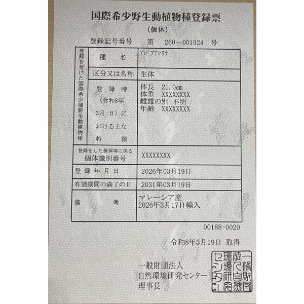 画像6: 過背金龍レディアンスゴールド　FOREVER ArowanaAquaculture(1) (6)