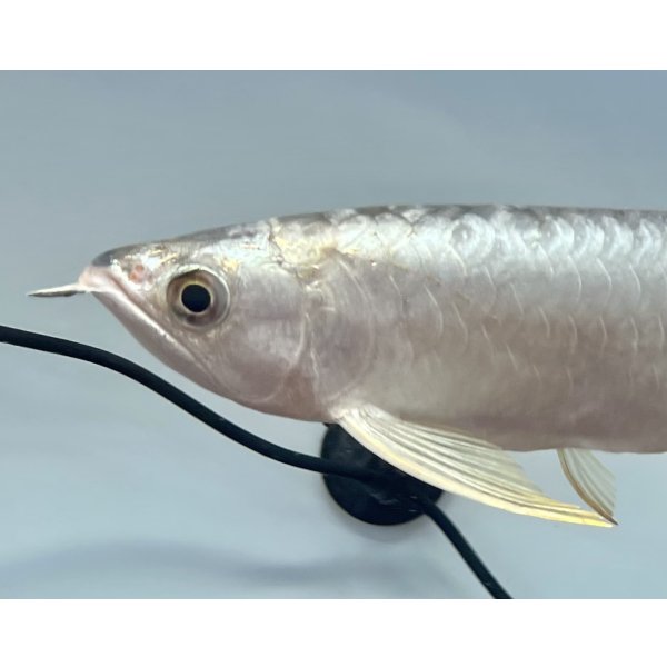 画像3: 過背金龍レディアンスゴールド　FOREVER ArowanaAquaculture(1) (3)