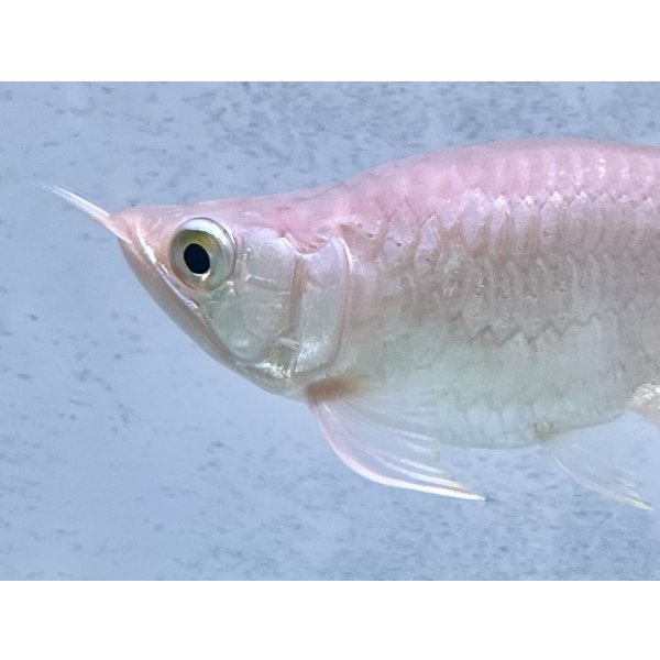 画像3: 紅龍　EXTREME RED キングショートボディスタイル (3)