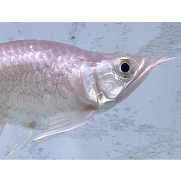 画像4: 紅龍　EXTREME RED キングショートボディスタイル (4)