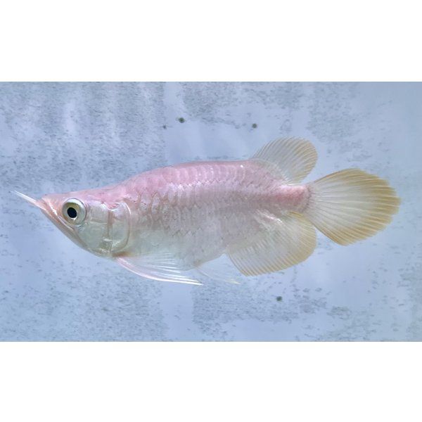 画像1: 紅龍　EXTREME RED キングショートボディスタイル (1)