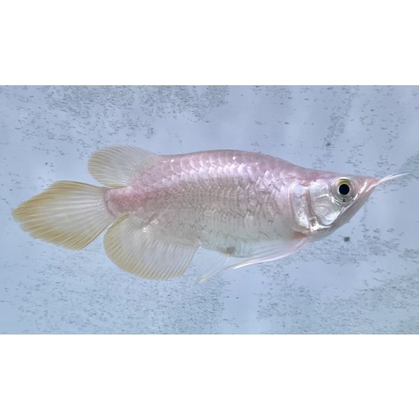 画像2: 紅龍　EXTREME RED キングショートボディスタイル (2)