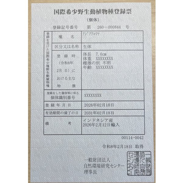 画像6: 紅龍　EXTREME RED キングショートボディスタイル (6)