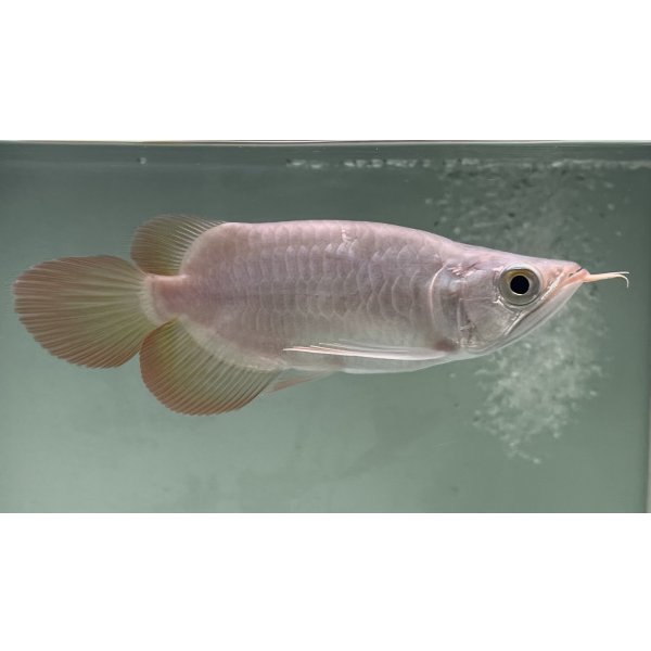 画像2: 紅龍　EXTREME RED キングショートボディスタイル【２】 (2)