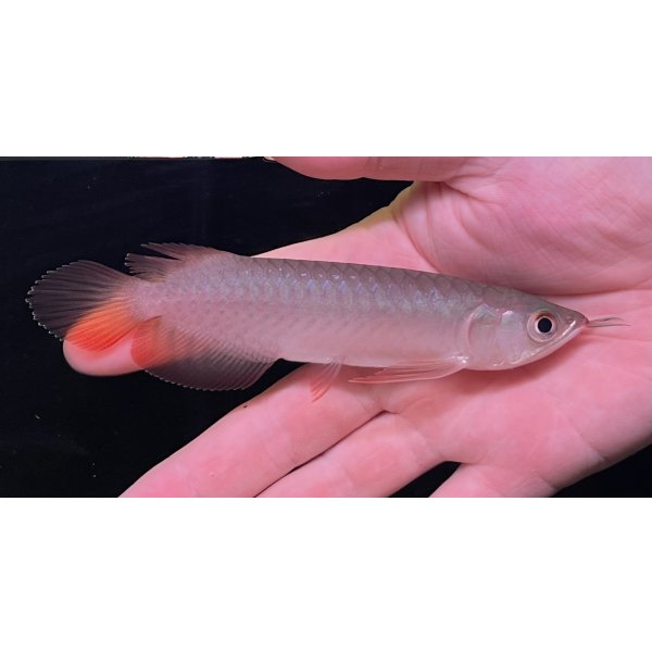 画像1: 紅龍　BLOOD RED【5】 (1)