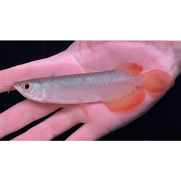 画像2: 紅龍　BLOOD RED【2】 (2)