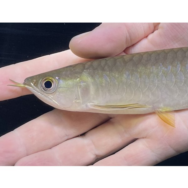 画像4: 紅尾金龍　PT.KRESNAPUSAKA TIRTALESTARI (15cm±）【3】 (4)