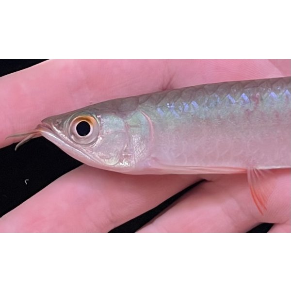 画像4: 紅龍　BLOOD RED【2】 (4)