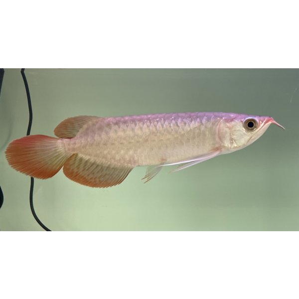 画像2: 紅龍　EXTREME RED★★★★【3】 (2)