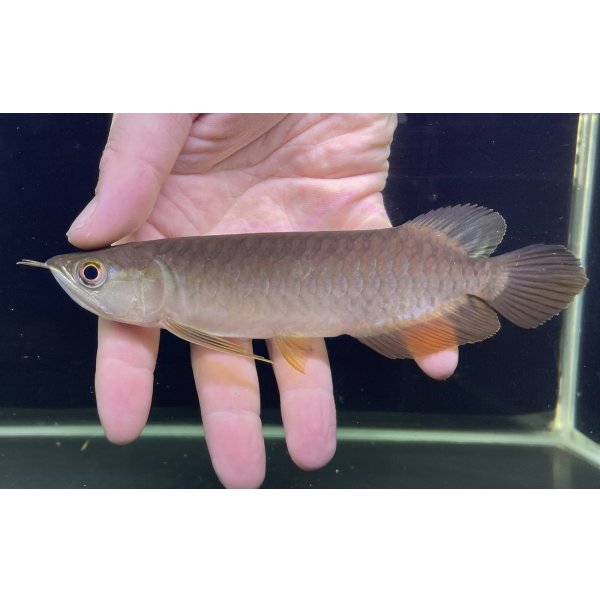 画像2: 紅尾金龍　PT.KRESNAPUSAKA TIRTALESTARI (15cm±）【2】 (2)