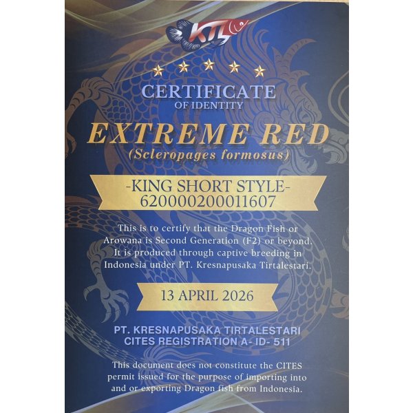 画像5: 紅龍　EXTREME RED キングショートボディスタイル【２】 (5)