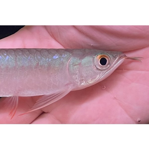 画像3: 紅龍　BLOOD RED【2】 (3)