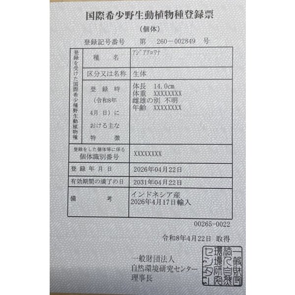 画像6: 紅尾金龍　PT.KRESNAPUSAKA TIRTALESTARI (15cm±）【6】 (6)