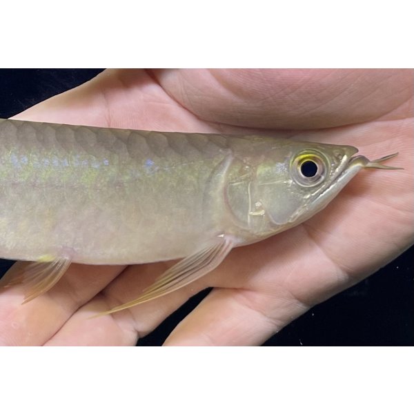 画像3: 紅尾金龍　PT.KRESNAPUSAKA TIRTALESTARI (15cm±）【5】 (3)